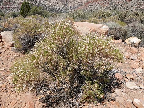 Turpentine Bush (Ericameria laricifolia)