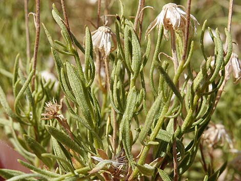 Turpentine Bush (Ericameria laricifolia)