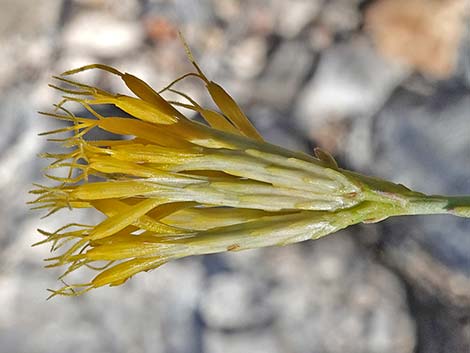 Rubber Rabbitbrush (Ericameria nauseosa)