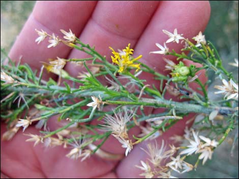 Mojave Rabbitbrush (Ericameria paniculata)