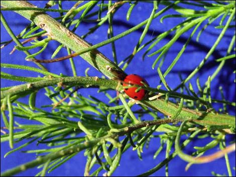 Mojave Rabbitbrush (Ericameria paniculata)