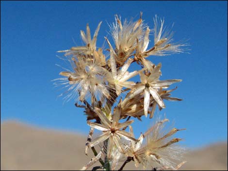 Mojave Rabbitbrush (Ericameria paniculata)