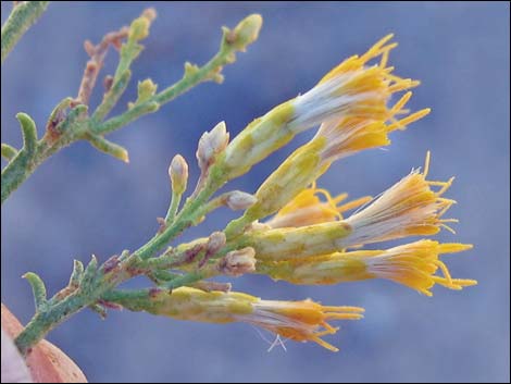 Mojave Rabbitbrush (Ericameria paniculata)