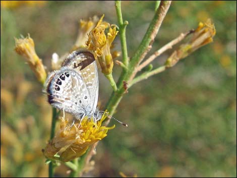 Mojave Rabbitbrush (Ericameria paniculata)