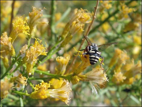 Mojave Rabbitbrush (Ericameria paniculata)