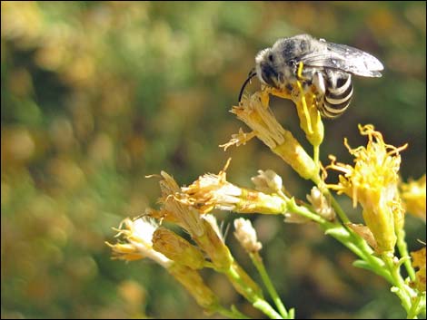 Mojave Rabbitbrush (Ericameria paniculata)