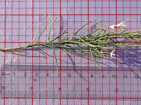 Mojave Rabbitbrush (Ericameria paniculata)