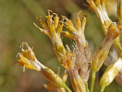 Mojave Rabbitbrush (Ericameria paniculata)