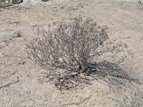 Las Vegas Buckwheat (Eriogonum corymbosum)