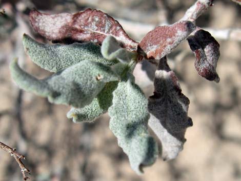 Las Vegas Buckwheat (Eriogonum corymbosum)