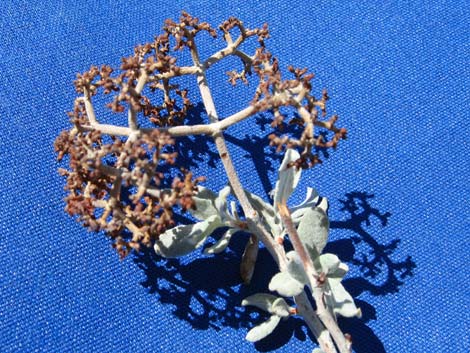 Las Vegas Buckwheat (Eriogonum corymbosum)