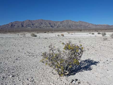 Las Vegas Buckwheat (Eriogonum corymbosum)