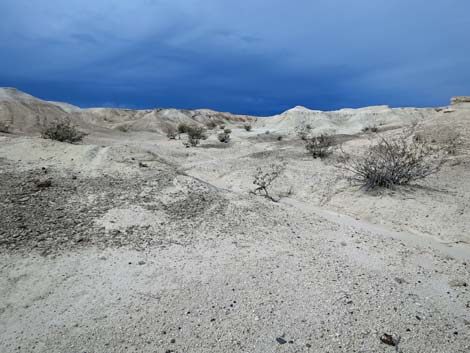 Las Vegas Buckwheat (Eriogonum corymbosum)