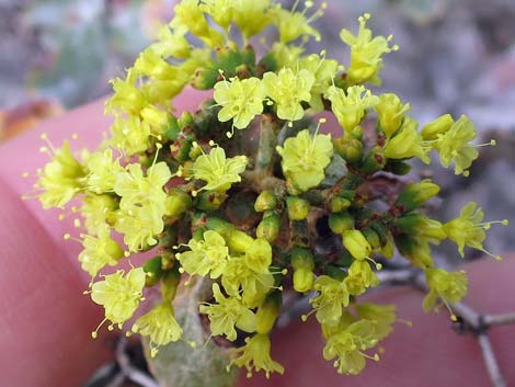 Las Vegas Buckwheat (Eriogonum corymbosum)