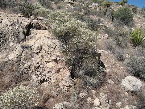 Heermann's Buckwheat (Eriogonum heermannii)