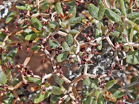 Grooved Heermann's Buckwheat (Eriogonum heermannii var. sulcatum)