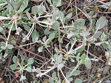 Panamint Mountains Buckwheat (Eriogonum panamintense)