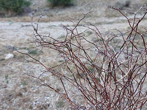 Yucca Buckwheat (Eriogonum plumatella)