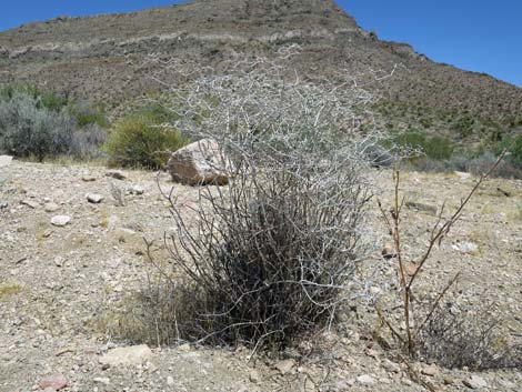 Yucca Buckwheat (Eriogonum plumatella)