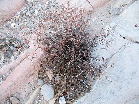 Shrub Buckwheats (Eriogonum spp.)