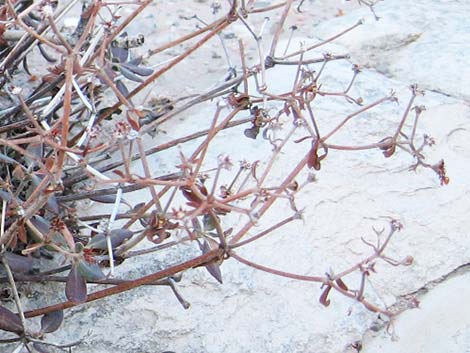 Shrub Buckwheats (Eriogonum spp.)