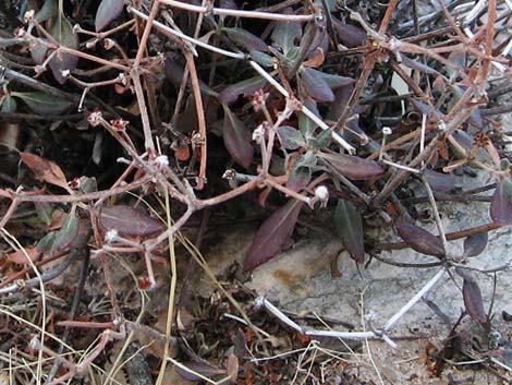 Shrub Buckwheats (Eriogonum spp.)