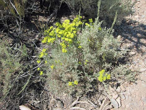 Sulphur-flower Buckwheat (Eriogonum umbellatum)