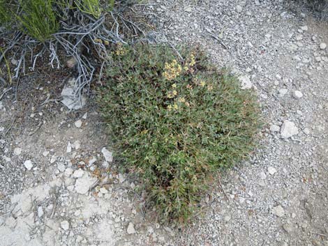 Sulphur-flower Buckwheat (Eriogonum umbellatum)