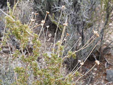 Apache Plume (Fallugia paradoxa)