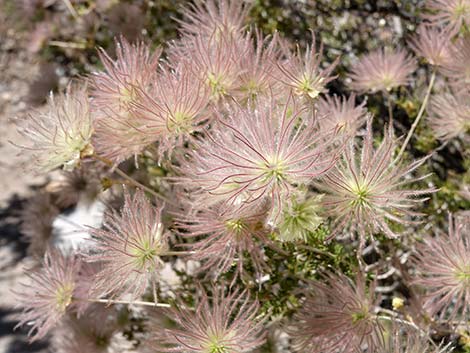 Apache Plume (Fallugia paradoxa)