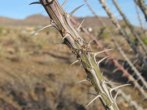 Ocotillo (Fouquieria splendens)