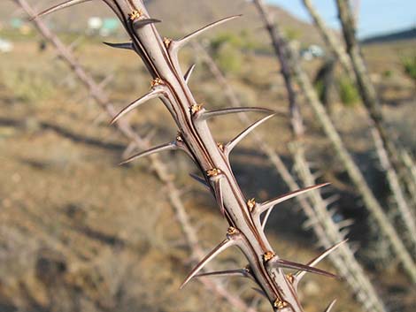 Ocotillo (Fouquieria splendens)