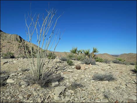 Ocotillo (Fouquieria splendens)