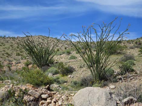 Ocotillo (Fouquieria splendens)