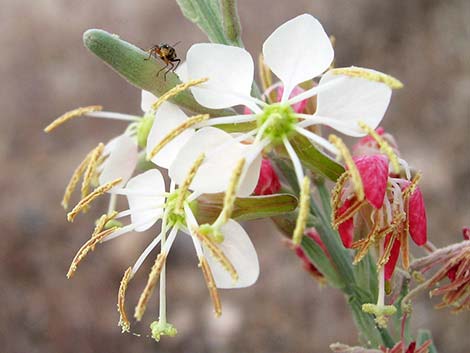 Scarlet Beeblossom (Oenothera suffrutescens)