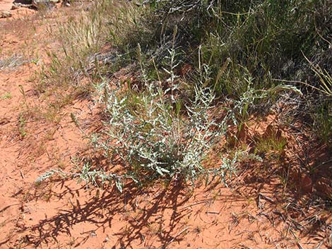 Scarlet Beeblossom (Oenothera suffrutescens)