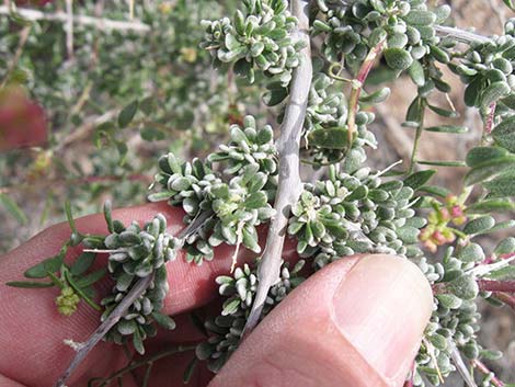 Spiny Hopsage (Grayia spinosa)