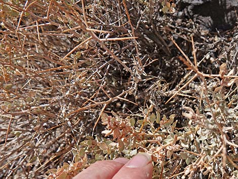 Spiny Hopsage (Grayia spinosa)