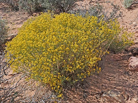 Threadleaf Snakeweed (Gutierrezia microcephala)