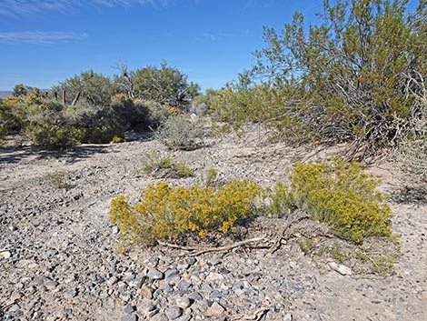 Threadleaf Snakeweed (Gutierrezia microcephala)