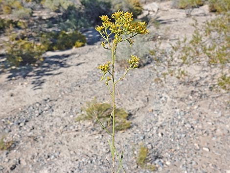 Threadleaf Snakeweed (Gutierrezia microcephala)