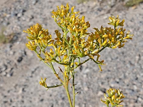 Threadleaf Snakeweed (Gutierrezia microcephala)