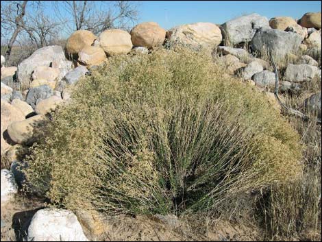 Broom Snakeweed (Gutierrezia sarothrae)