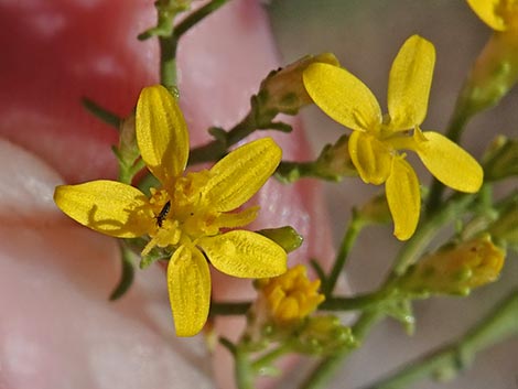 Broom Snakeweed (Gutierrezia sarothrae)