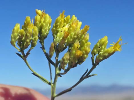 Broom Snakeweed (Gutierrezia sarothrae)