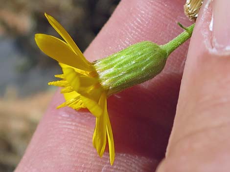 Hairy False Goldenaster (Heterotheca cinerascens)