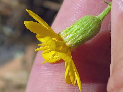 Hairy False Goldenaster (Heterotheca cinerascens)