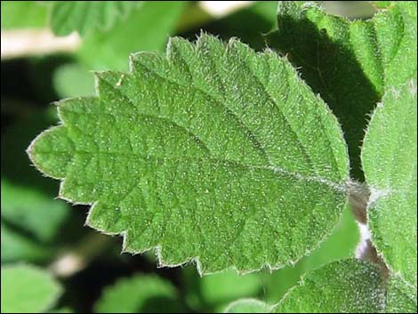 Fivepetal Cliffbush (Jamesia americana var. rosea)