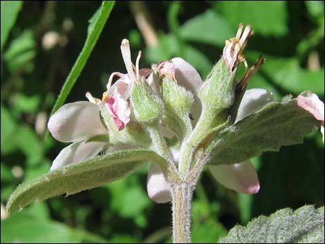 Fivepetal Cliffbush (Jamesia americana var. rosea)