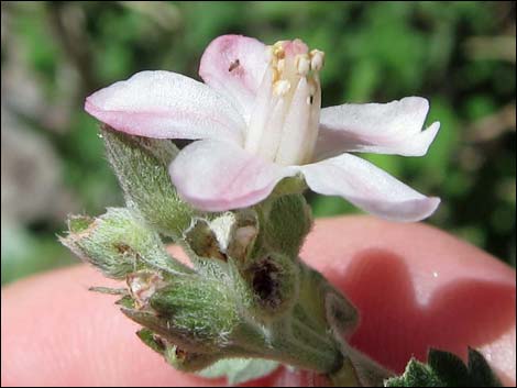 Fivepetal Cliffbush (Jamesia americana var. rosea)